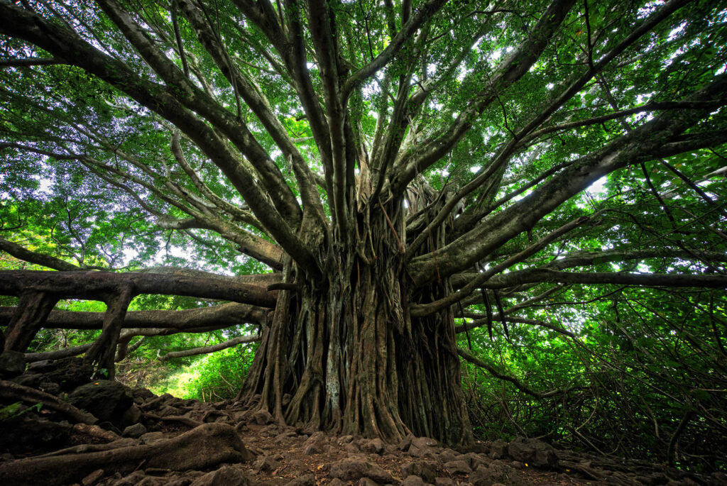 Tarot Baum Gesundheit